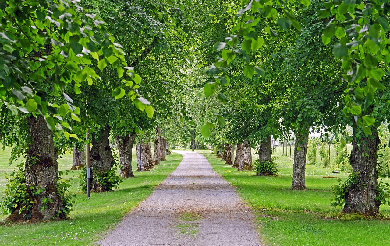 old-linden-alley-2435494_1280
