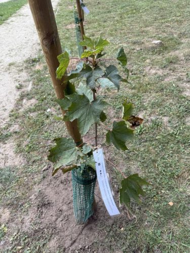 557597014 1107660898155855 7416860432428724217 n