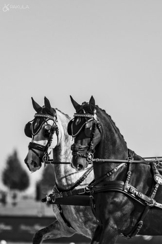 baborowko-drving-show-wrzesien-dzien1-0016