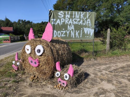 dozynki-witoldzin-przygotowania-20250024