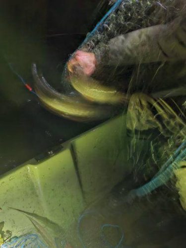 573499556 122246026304143341 7776522166093272112 n