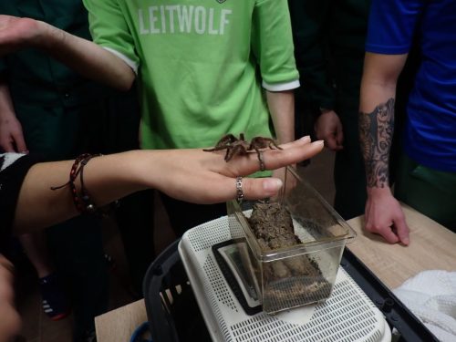 oswajanie-leku-ZK-Wronki-0002