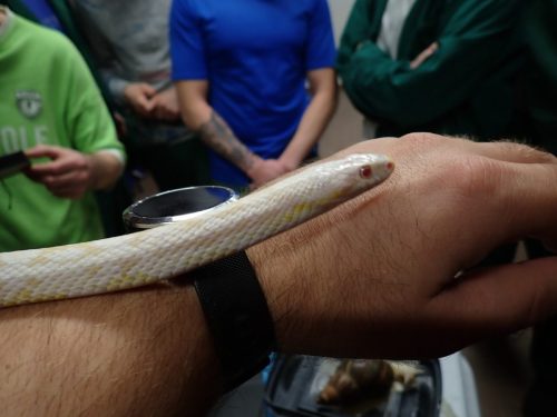 oswajanie-leku-ZK-Wronki-0003